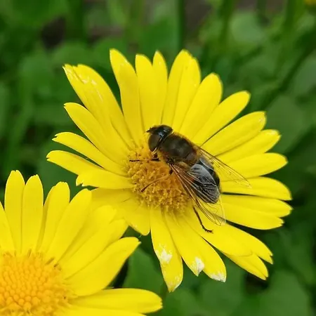 Friesenbude Deluxe דירה *